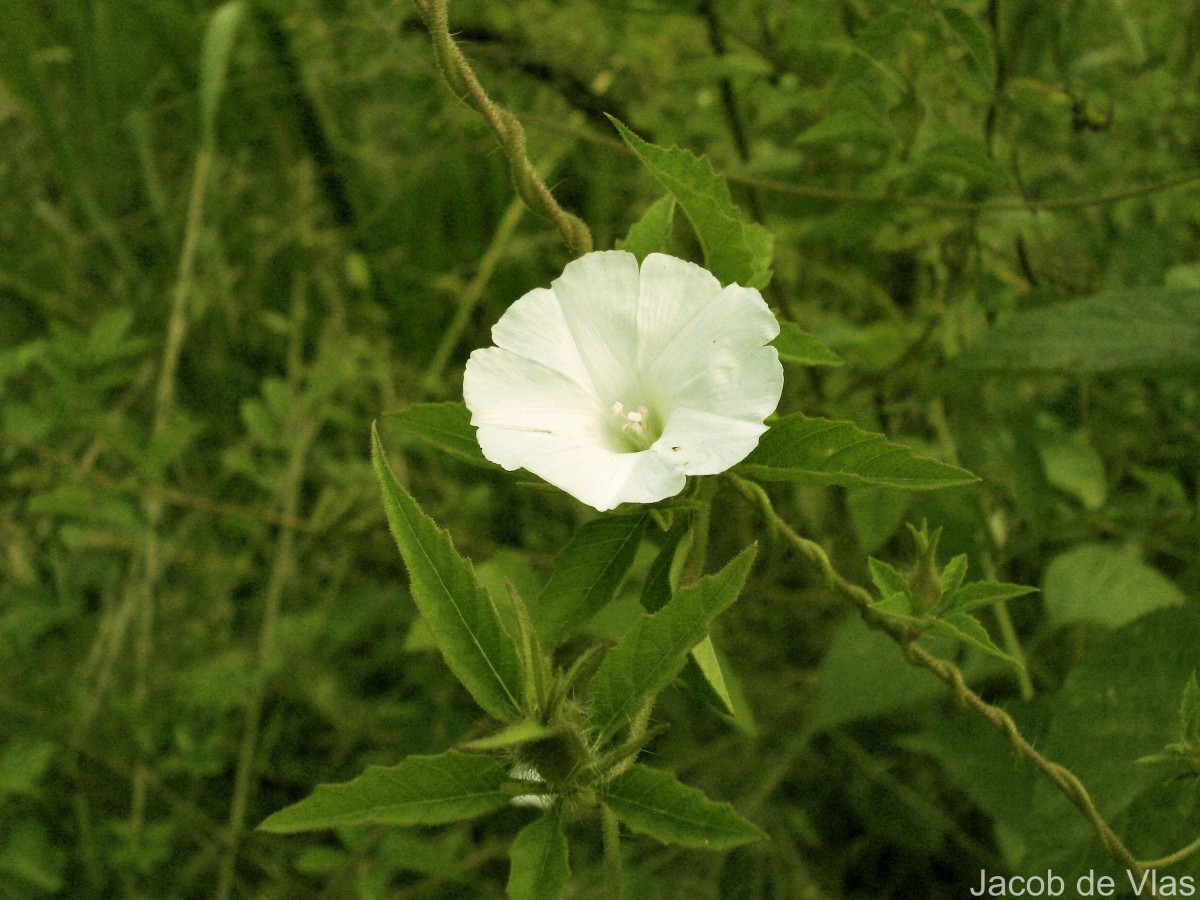Distimake cissoides (Lam.) A.R.Simões & Staples